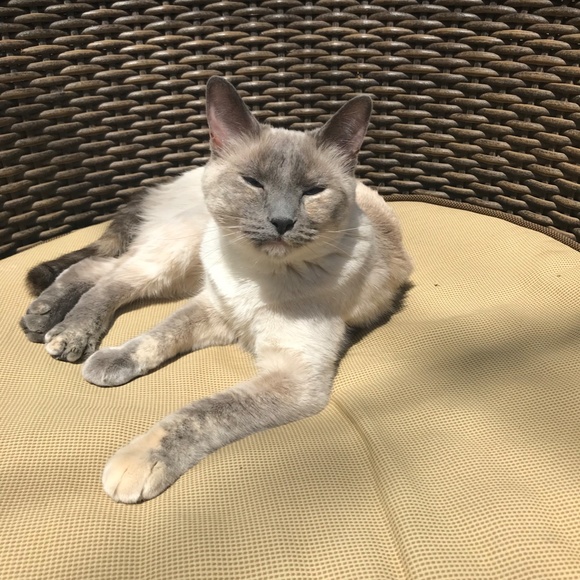 Meet your Posher, Susie - Picture 3 of 3